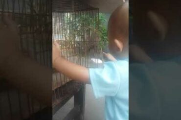 My baby feeds cute and funny rabbits