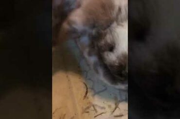 Cute bunny eating also face revel!