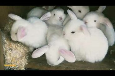 Baby Bunnies feeding time/وقت تغذية أرانب الأطفال/小兔子喂奶时间/