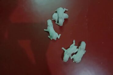 Baby rabbits are trying to walk