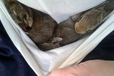 Cute Bunnies