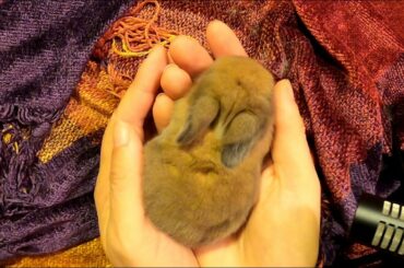 Baby bunny chews my thumb & falls asleep