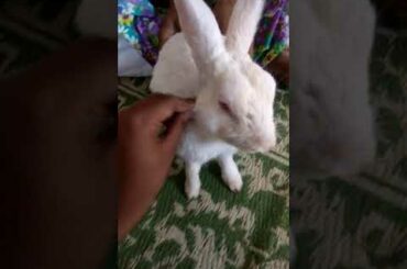 Cute bunny