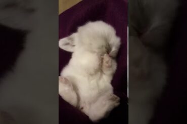 CUTEST RABBIT BABY