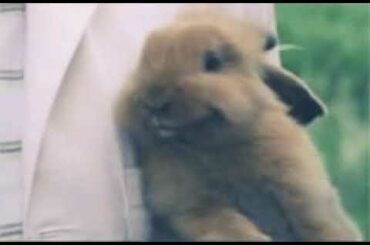 Cute bunny