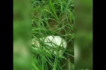 Cute Bunny 😍😍