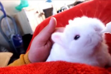 These Baby Bunnies Are Even Cuter Than Puppies