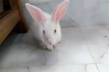 Cute and Funny Bunny Rabbit Videos Compilation | ANIMALS WORLD