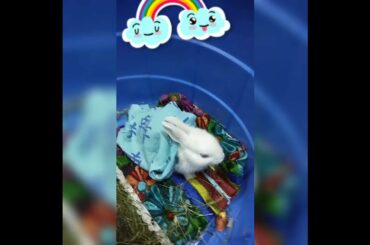 Funny And Cute Baby Video of my Bunny