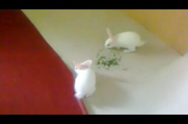 Funny and Cute Bunny Rabbit Videos 2019 | Karghosh