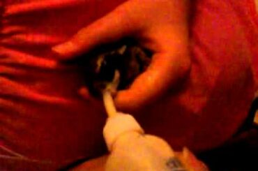 Feeding a cute baby bunny rabbit