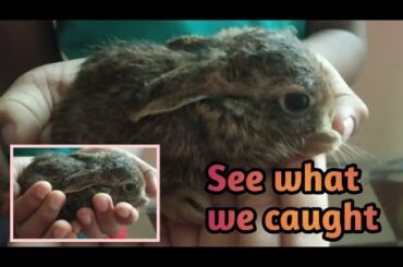Hey we caught a cute baby Rabbit ||See how it play's||cute baby .