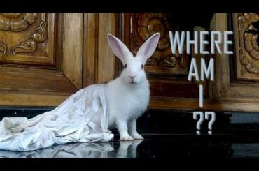 Rabbit coming from NOWHERE !!!