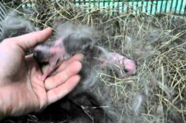 baby rabbit day 3 :-reflex of normal rabbit VS peanut rabbit_2