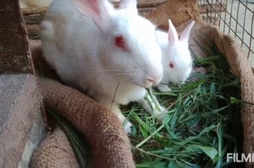 Cute rabbits