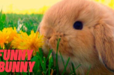Cute & Funny Baby Bunny Rabbit Videos