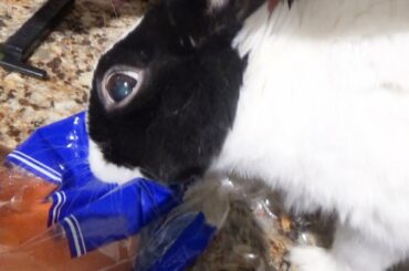 Rabbit Demands Carrot!
