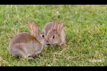 cute baby bunnies pictures ❤️💕