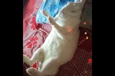 My Cute Bunny 😘