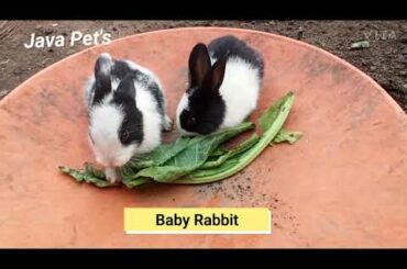 Baby Rabbit🐇