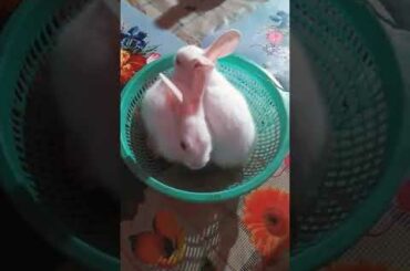 cutest bunnies 😍