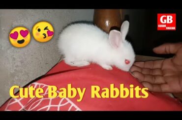 Cute little baby Rabbits 😍😘