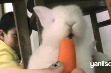 Cute Bunny Rabbit!