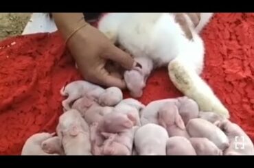 Rabbit Birth Cute Rabbit