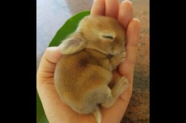 Cute Bunny