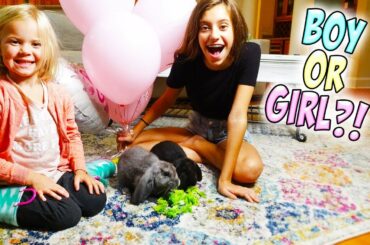 BABY BUNNY GENDER REVEAL!!