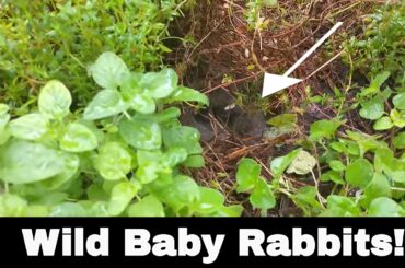 I Found Wild Baby Rabbits in My Yard!
