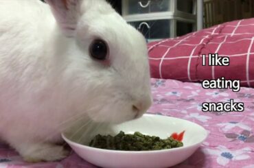Introducing A Cute Rabbit Named Muri
