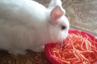 Cute rabbit eating shredded carrots!