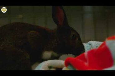 rabbit videos for kids | rabbit videos funny | rabbit videos cute | rabbit videos 2020