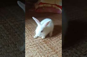 cute Rabbit Puppy....