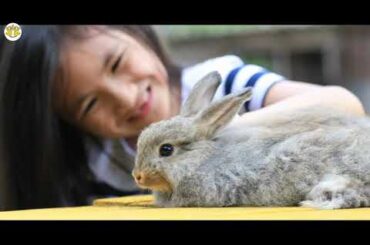 rabbit videos for kids | rabbit videos funny | rabbit videos cute | rabbit videos 2020