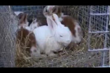 Baby Bunnies 19 days old