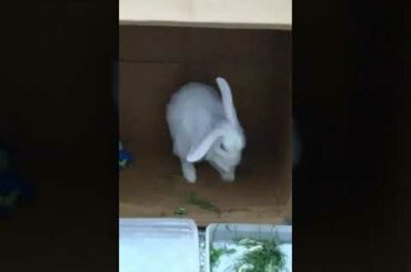 Beauty of nature ! My cute rabbit enjoying !🙂🙂