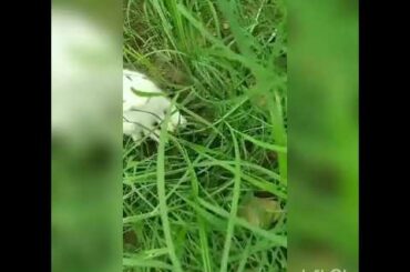 Little baby rabbit enjoying in garden 😍😍