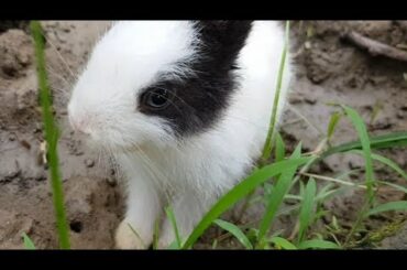 naughty and cute rabbit play in the morning