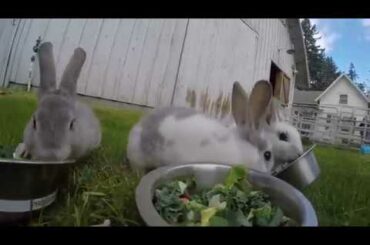 7-week-old Rex rabbits