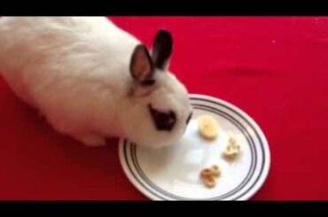 What do bunnies like to eat for breakfast?