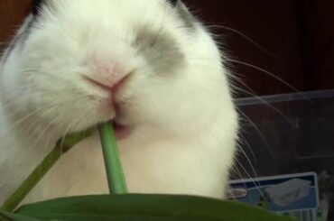 Just a cute dwarf bunny eating grass like spaghetti