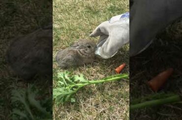 Feeding milk to a baby bunny