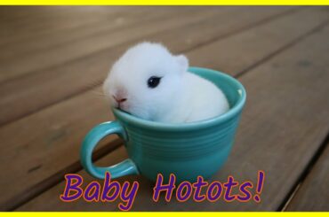 Baby Hotot Rabbits!