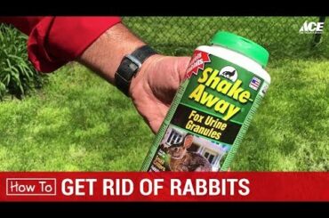 How To Get Rid of Rabbits - Ace Hardware