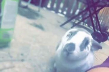 CUTE BUNNY