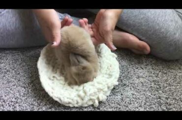 This is The cutest baby on earth bunny  I am a savage remix