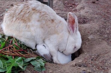 아기 토끼들의 치명적인 매력(Cute baby rabbits) - 굴을 나선 아기 토끼들