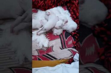 our cute baby bunny's😘😄😂